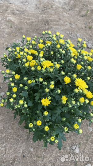 Хризантема шаровидная