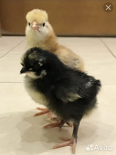 Цыпленок