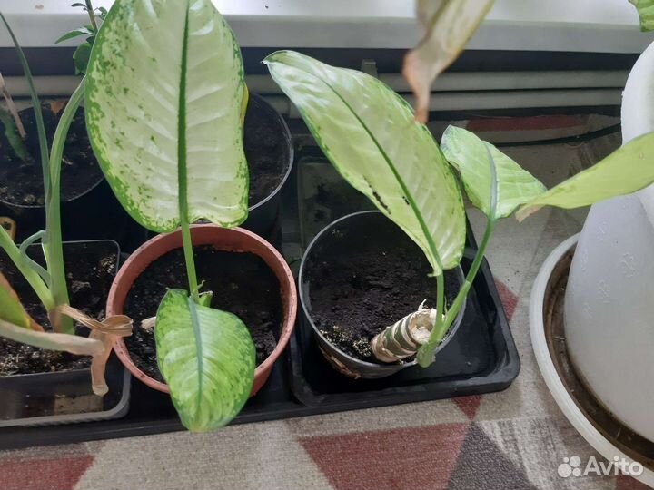 Диффенбахия