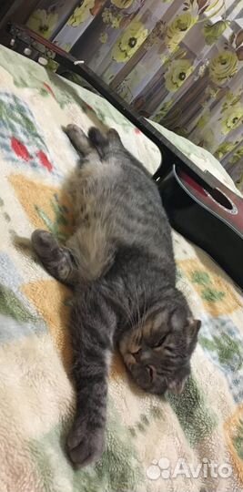 Шотландский кот