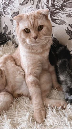 Шотландские котята