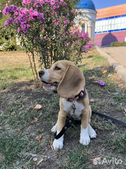 Щенки бигль девочка