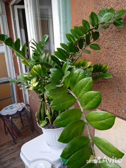 Замиокулькас