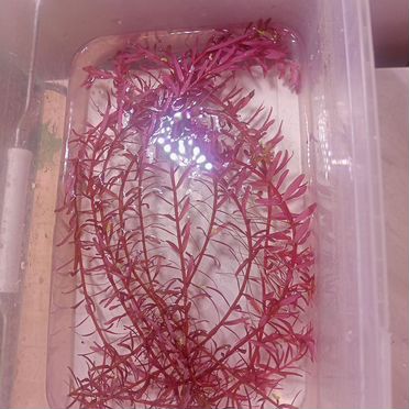 Аквариумное растение Ротала