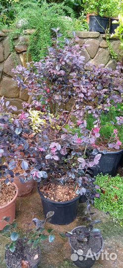 Лоропеталум