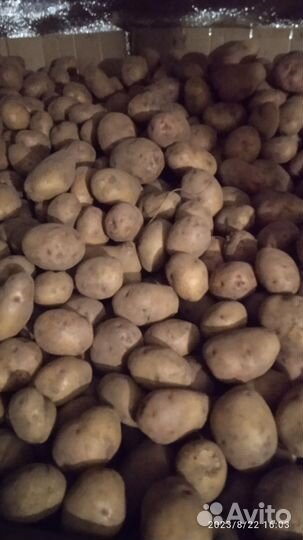 Семенной картофель