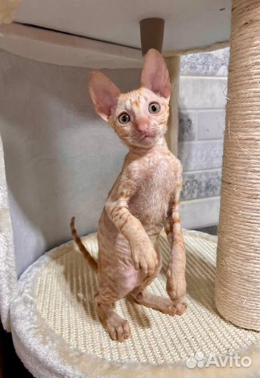 Кошечка корниш Рекс из питомника
