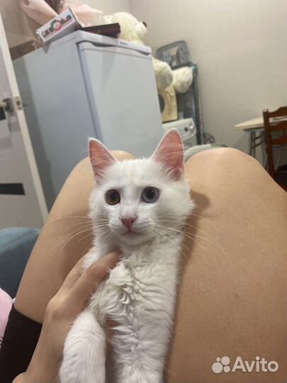 Разные глаза