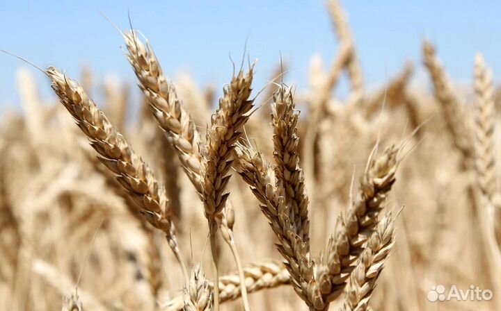 Пшеница, 1 тонна
