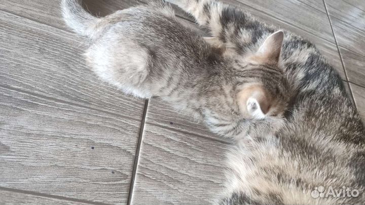 Отдам мальчика