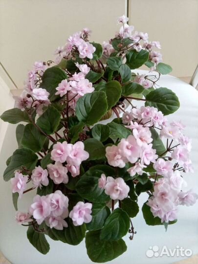 Фиалки трейлеры