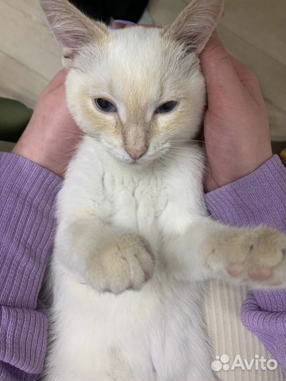 Отдам котика