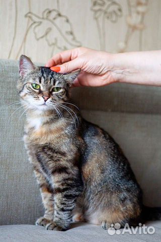 Кошка Маша ищет свою семью объявление продам
