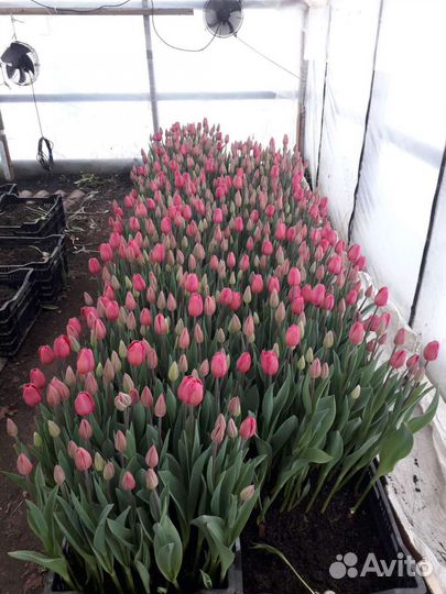 Тюльпаны оптом