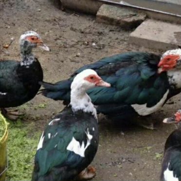 Утки индоутки селезень