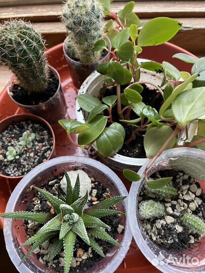 Кактусы и суккуленты