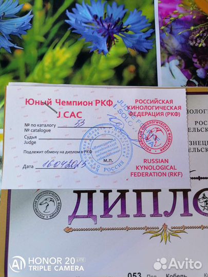 Вязка Бультерьер