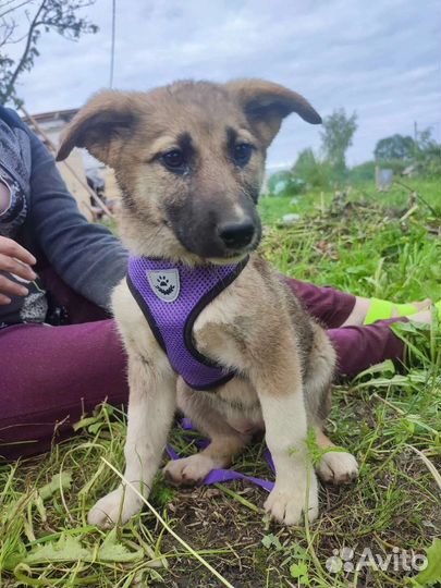 Ищут дом щенки(девочки)