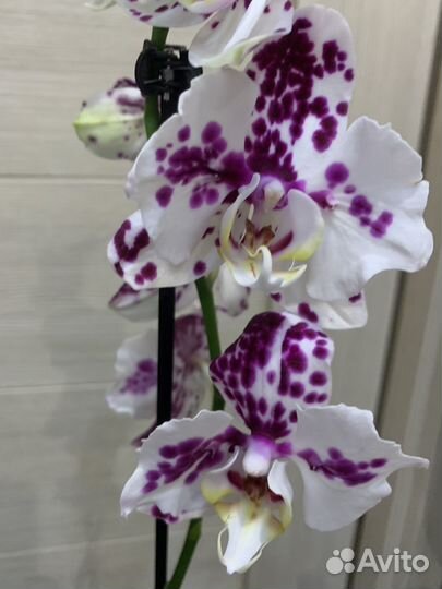 Орхидея бабочка