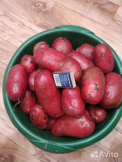 Красный картофель