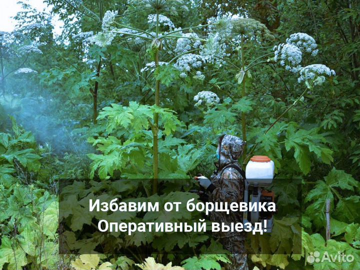 Обработка от клопов, клещей, кротов, комаров, крыс