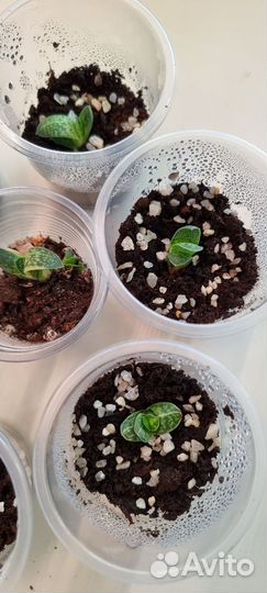 Суккулент. Гастерия вариегатная