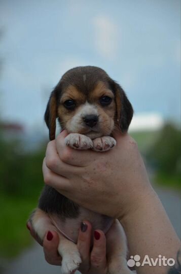 Щенки бигль