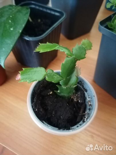 Распродаю комнатные растения