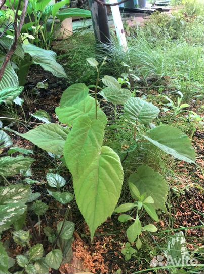 Актинидия коломикта, фундук