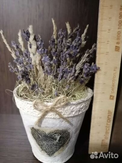 Лаванда в горшочках