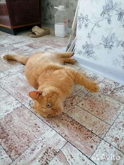 Котик Рыжий