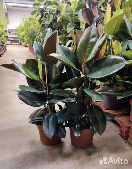 Комнатные растения и деревья, озеленение, от