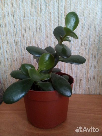 Денежное дерево (толстянка)