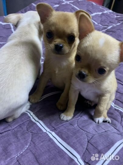 Щенки чихуахуа