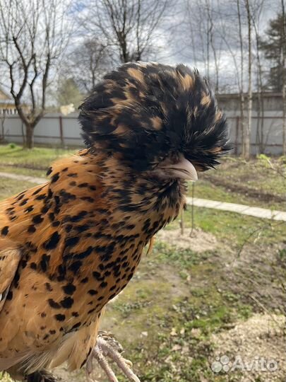 Павловские куры