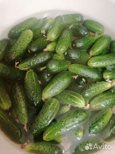 Огурцы малосольные