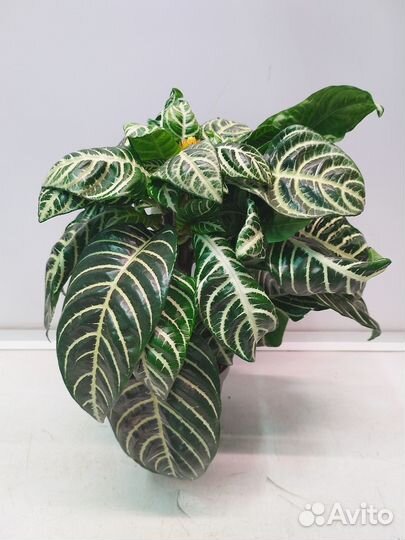 Афеляндра Скуарроса