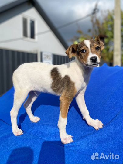 Том ищет дом