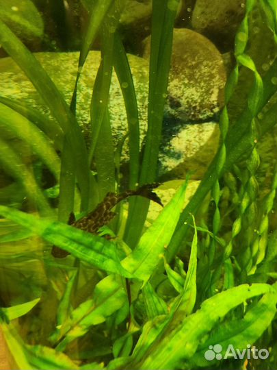 Аквариумные рыбки