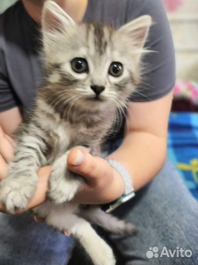 Очаровашка