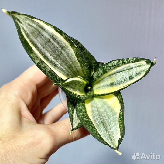 Сансевиерия сортовая