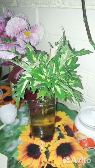 Комнатные растения цветы