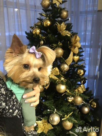 Йоркширский терьер для вязки