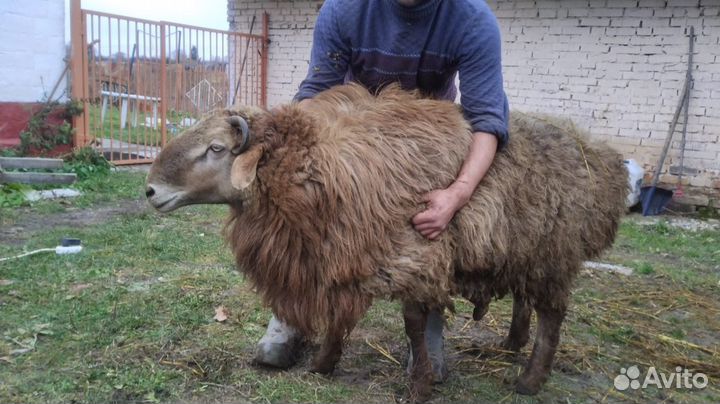 Баран, овца, яггята