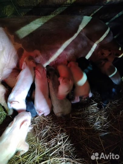 Поросята