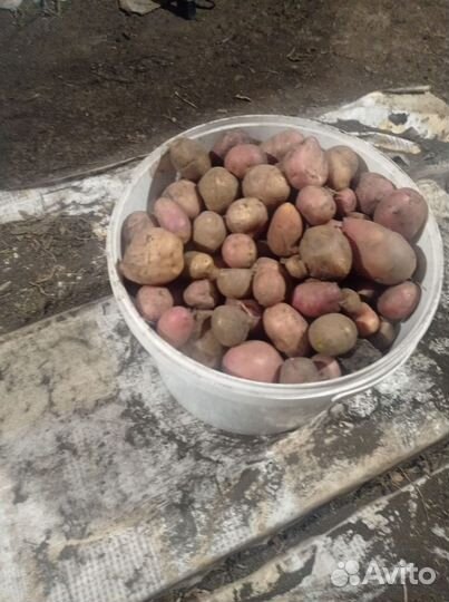 Продаю картофель