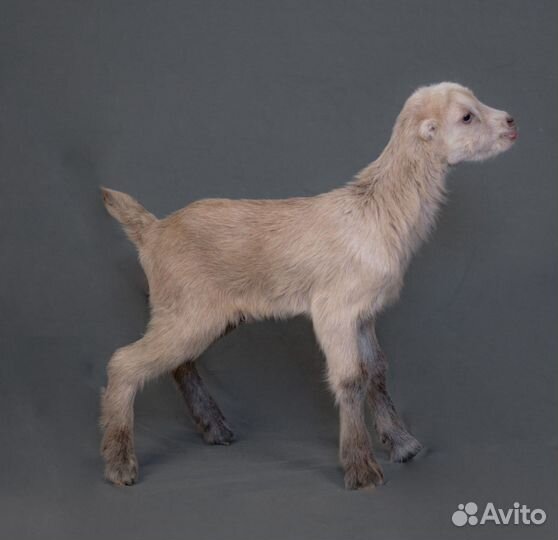 Ламанча козы