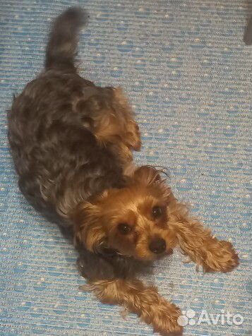 Йоркширский терьер щенки