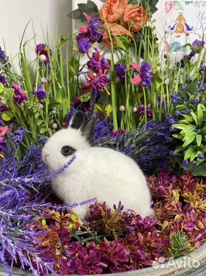 Элитные карликовые кролики