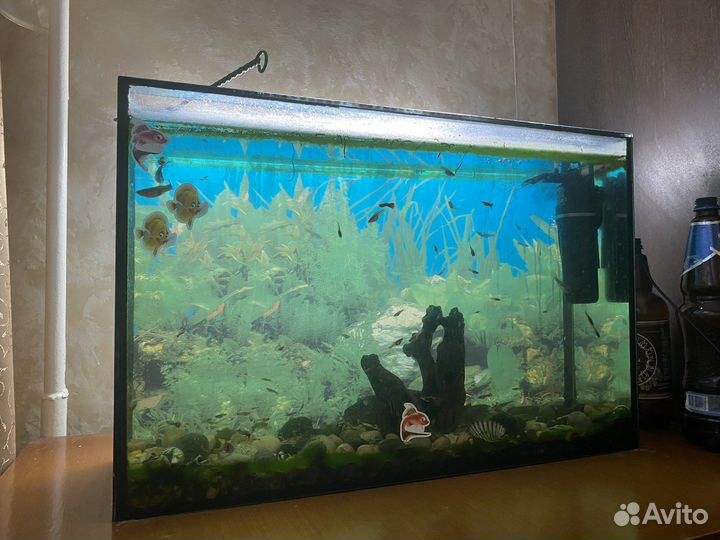 Аквариум с рыбками